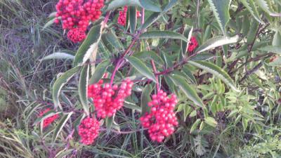 IMG_20150719_201151