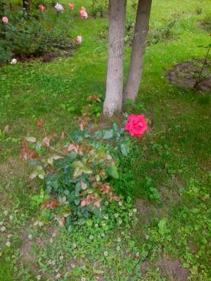 IMG_20130623_111824